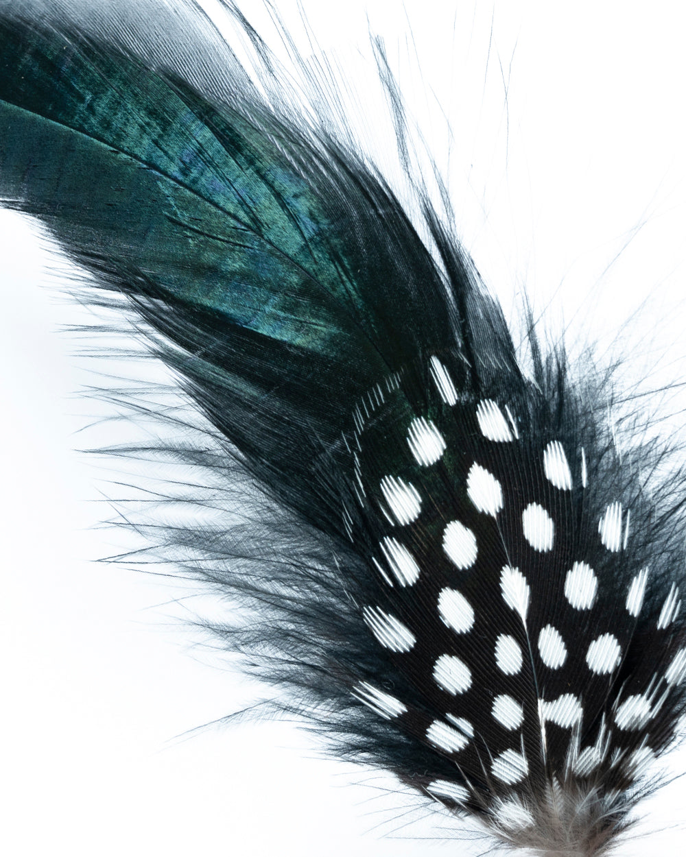 PLUMA NEGRA