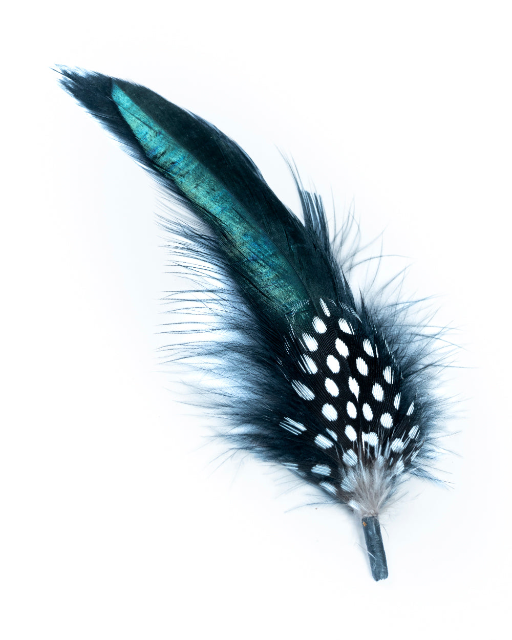 PLUMA NEGRA